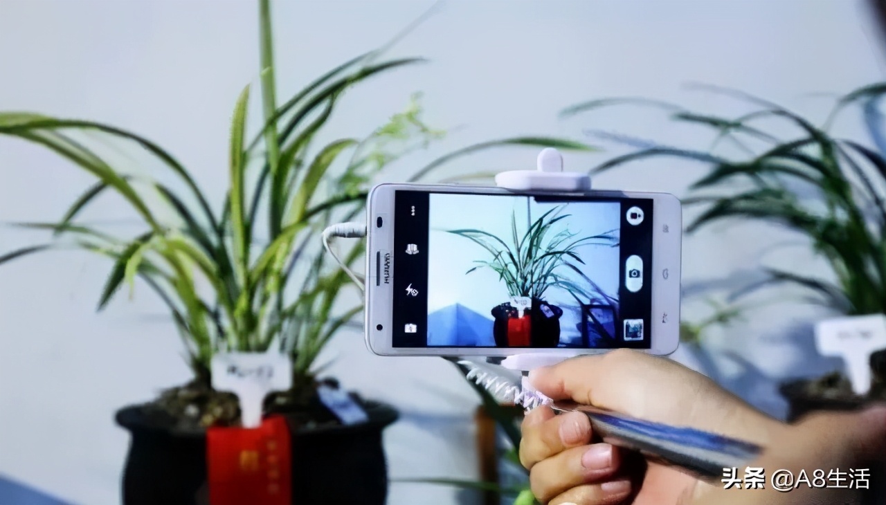 带你认识中华兰花纹瓣兰,顶级纹瓣兰图片