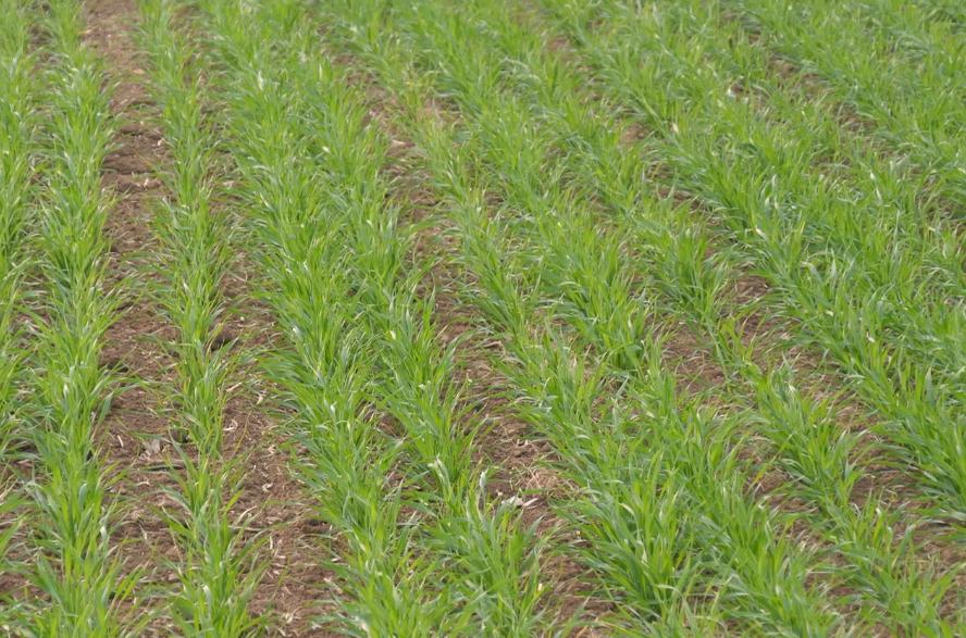 小麦种上有出苗有不出苗的怎么办,小麦拌种出苗快还是不拌出苗快