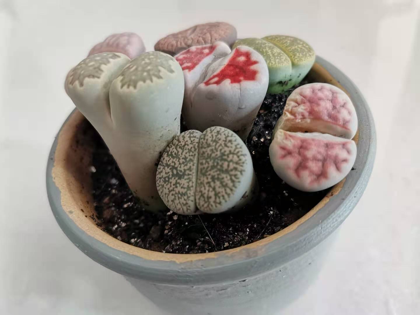 记录我养生石花踩过的坑，总结这八点让你的生石花长得饱满又艳丽