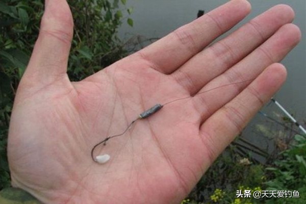 野钓冬季大鲫鱼最佳饵料,秋天野钓大板鲫的饵料