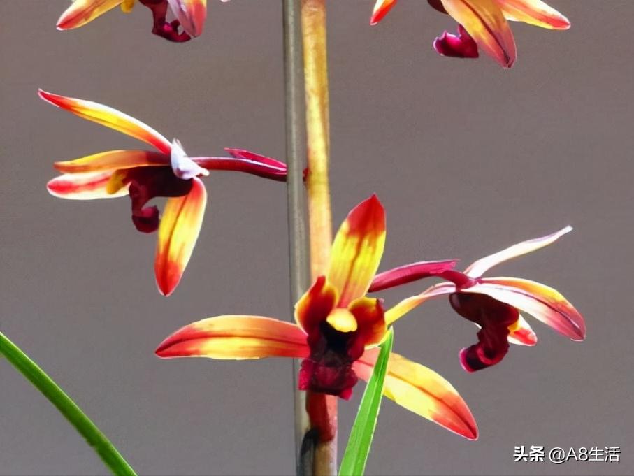 兰花蕙兰绝品传奇,每日一品茶叶