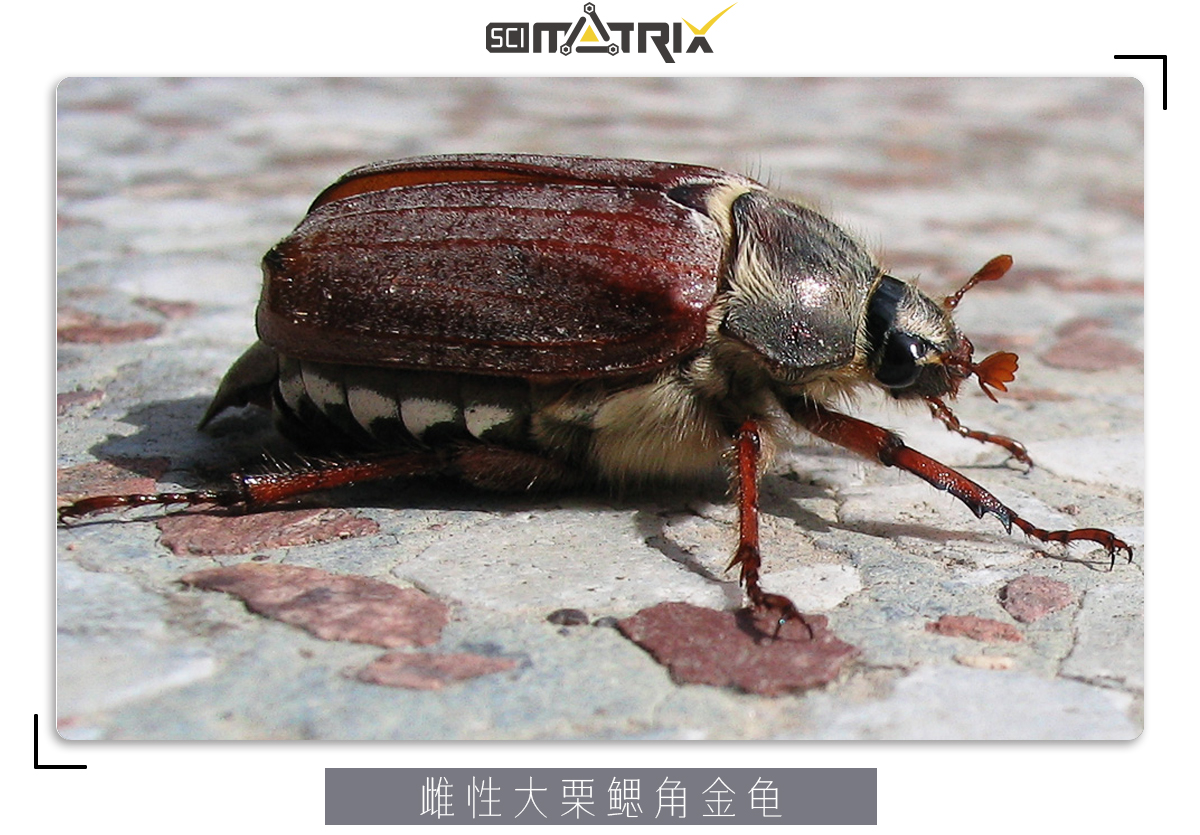 这虫子身体只剩空壳了，为什么还能四处乱爬？