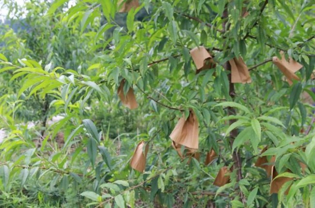 塞上桃园里的爱与希望