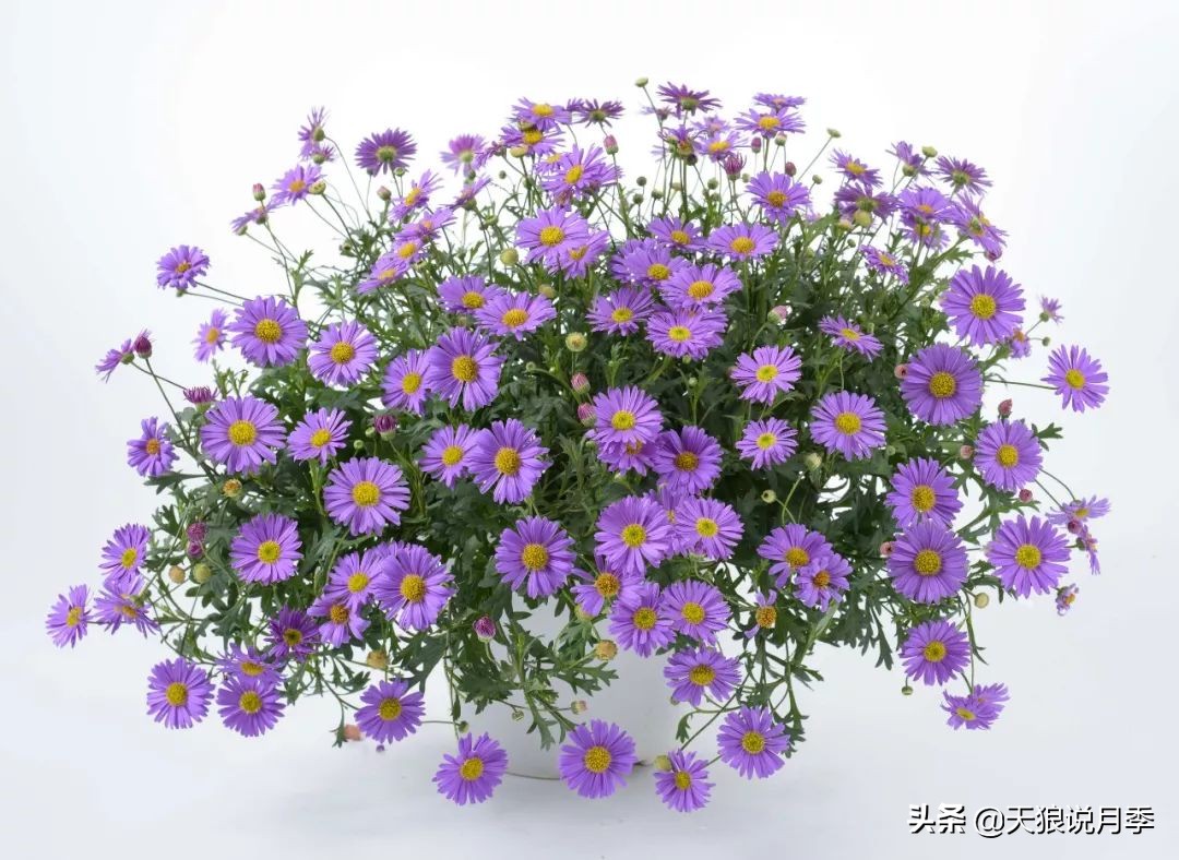 盘点每个世界第一关最强的植物,有哪些可以卡无敌的植物