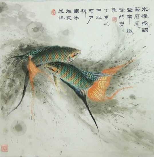 中国斗鱼有几种原生颜色,有三条黑线的泰国原生斗鱼