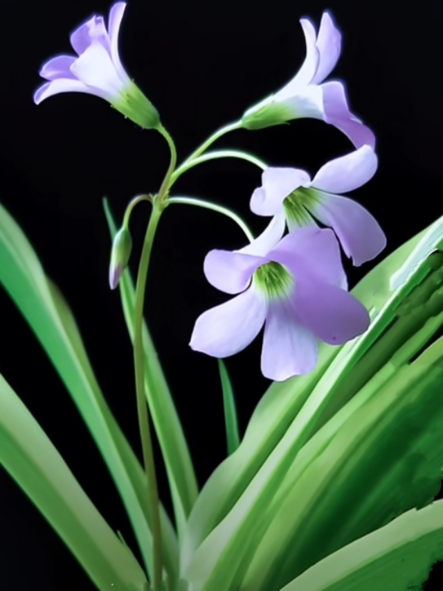 中国诗歌杂志2024年4期目录,中国诗歌周刊第185期