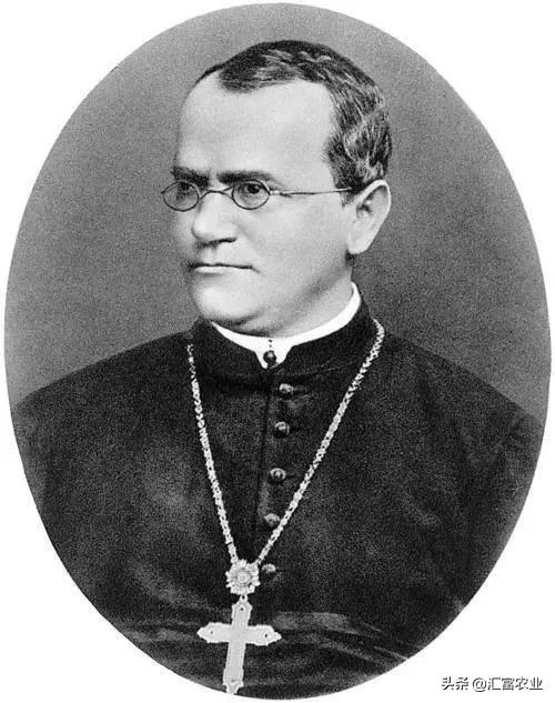 为什么种子公司的种子不能留种,农业种子为什么不能自留