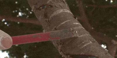 它贵若黄金，治不了秃顶……但能做软糖