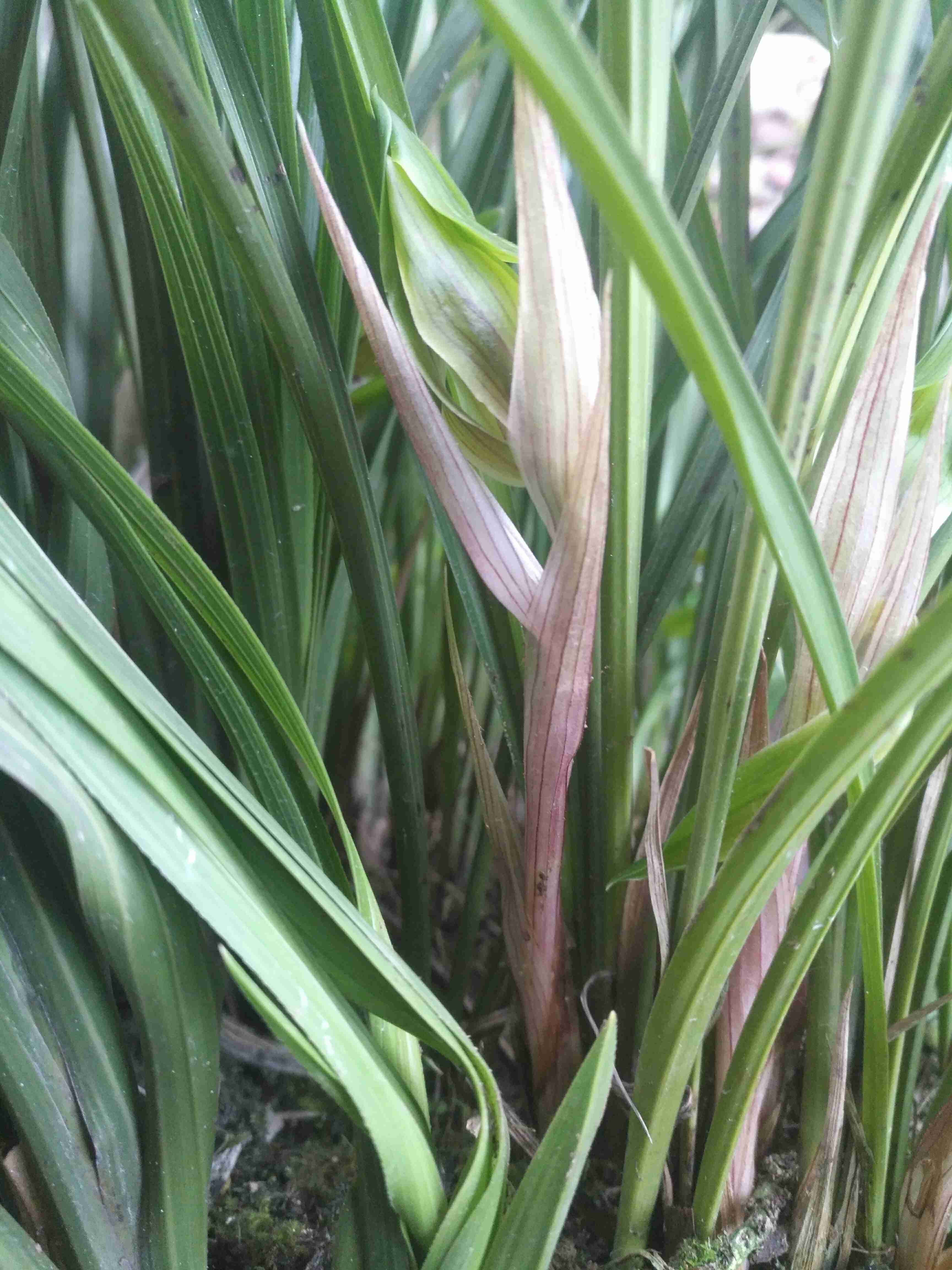 兰花冒尖是要开花了吗,兰花出花苞后黑尖怎么办