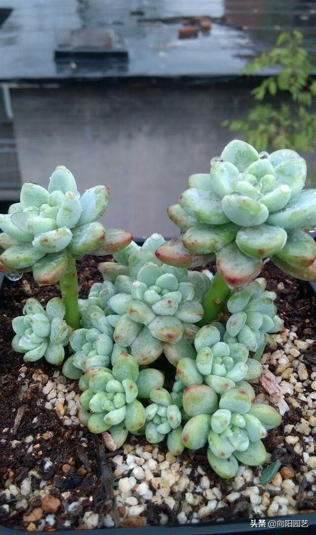 肉肉上长出来的侧芽要剪掉吗,怎么让多肉快速爆出侧芽