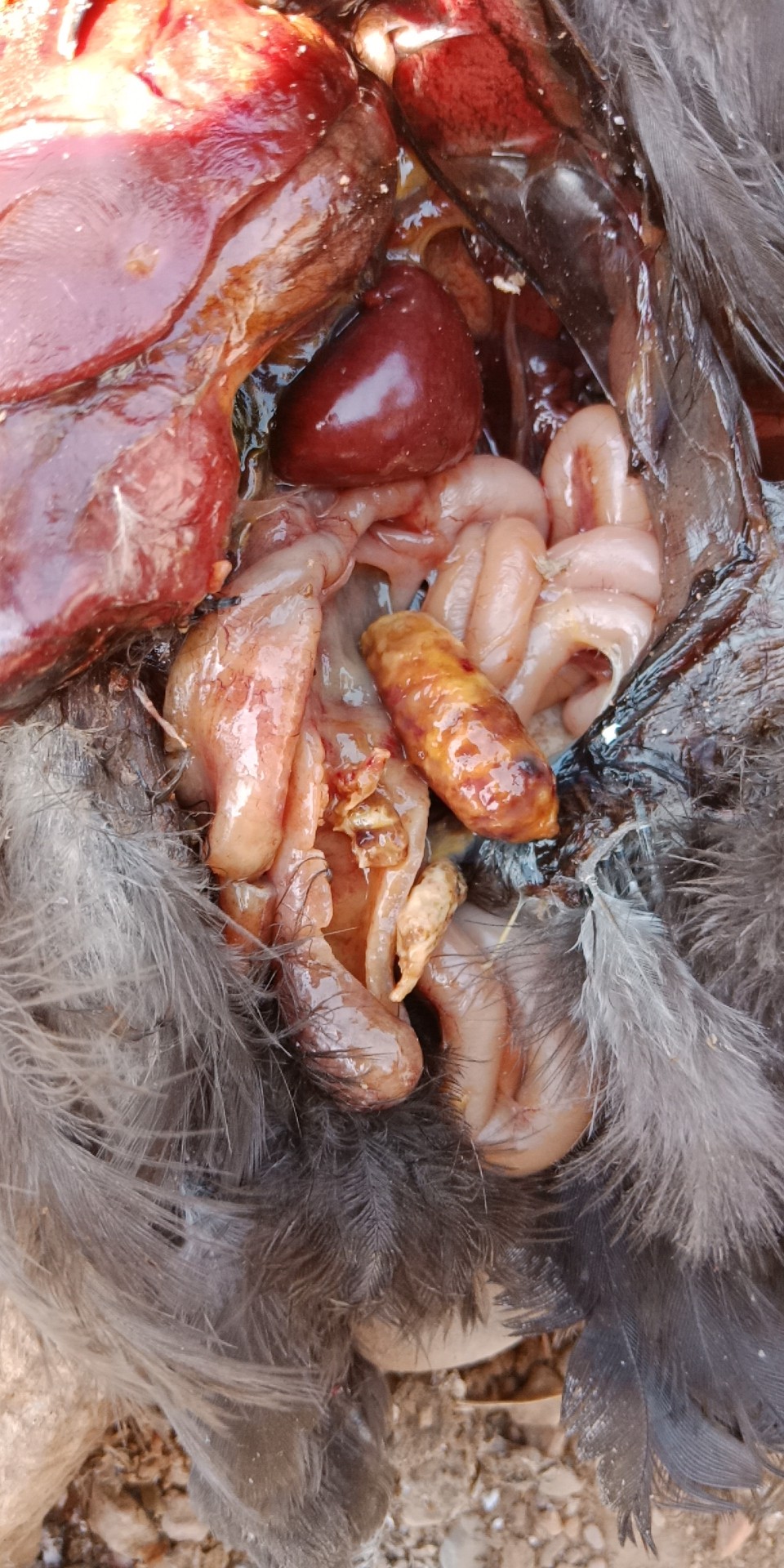 禽盲肠型肝炎治疗方法,肉鸡盲肠肝炎怎么治疗