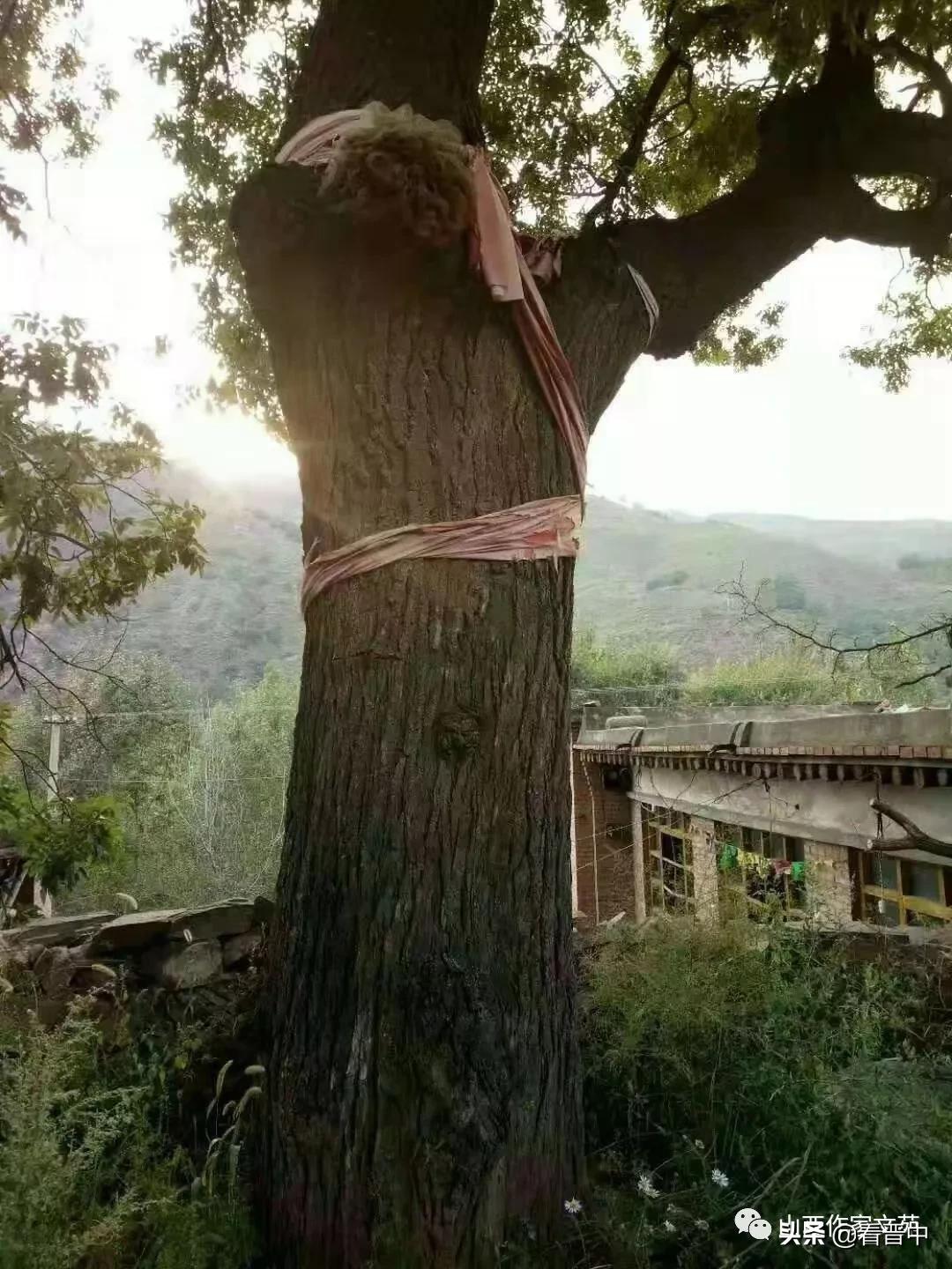 忆麓台山下的穷日子