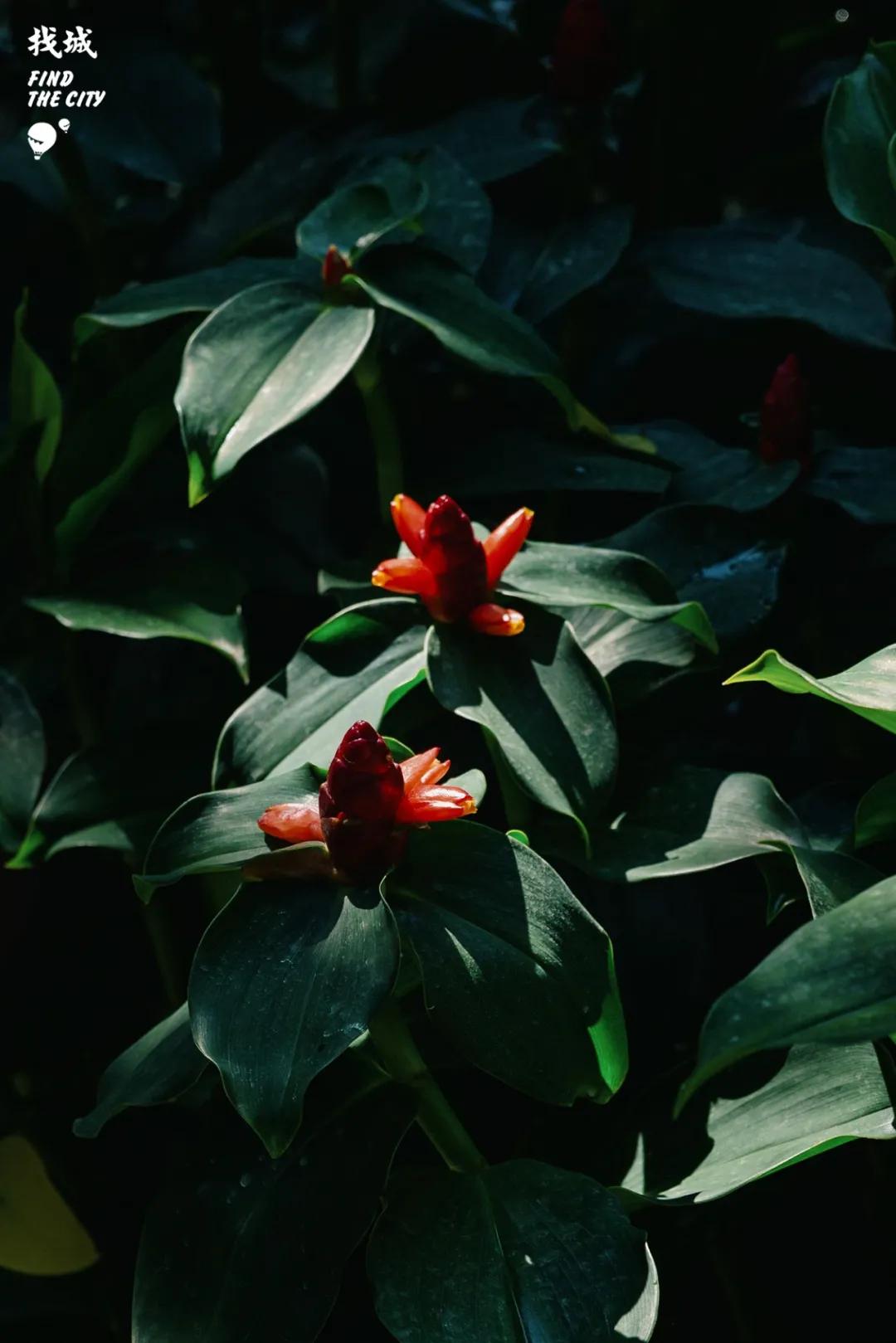 南宁人去隆安玩,南宁人去柳州玩