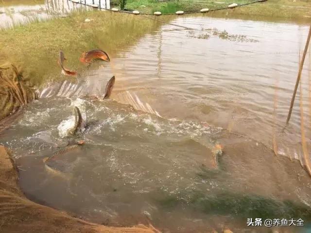 马来西亚养殖金龙鱼,养金龙鱼马来西亚