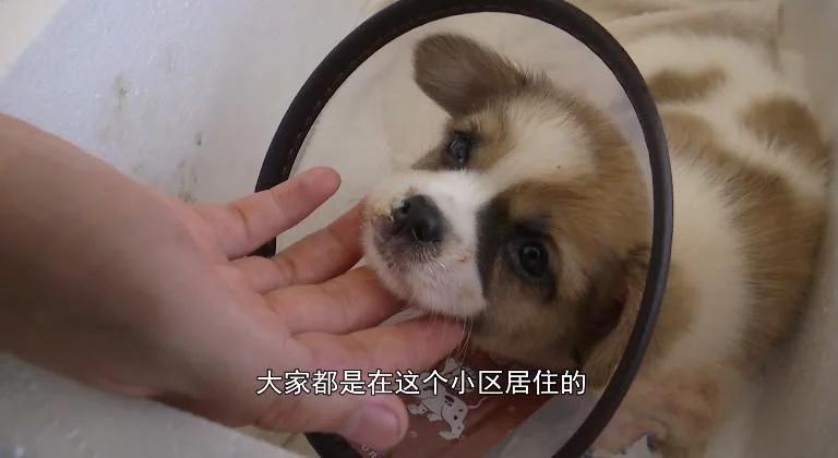 小狗被主人用502灌鼻子,小狗被灌502胶水