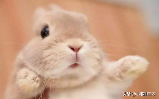 兔子如何养殖应该注意什么,兔子养殖技巧及兔子粪便处理