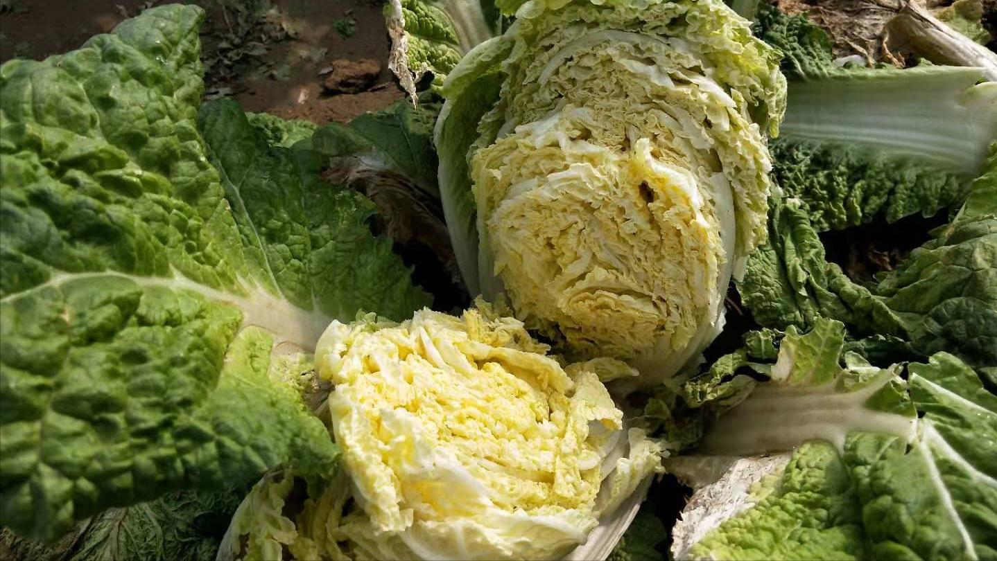 白菜干叶是什么病如何处理,白菜烂心烧心用什么肥料最佳