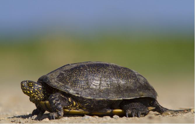 被乌龟咬住该如何挣脱,被乌龟咬住不松口的办法