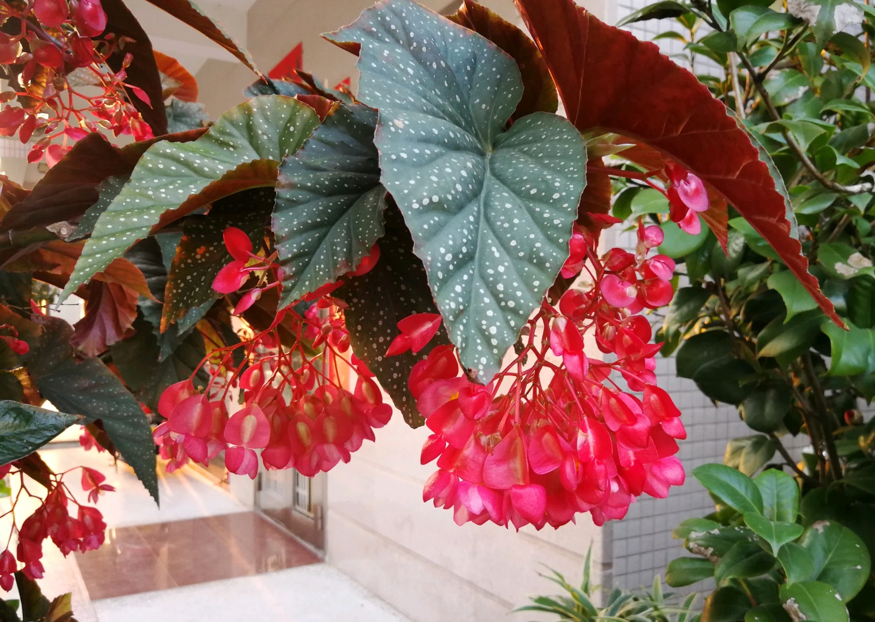 四季开花的盆栽竹节海棠怎么样,竹节海棠怎么养才能快速开花