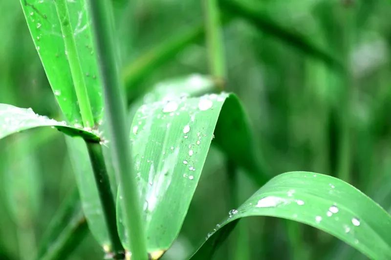 江阴粽子,江阴端午