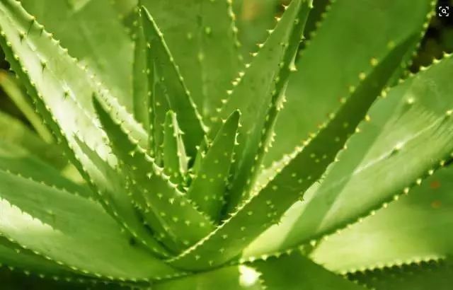 放卧室的观赏植物,适合放房间的植物好看