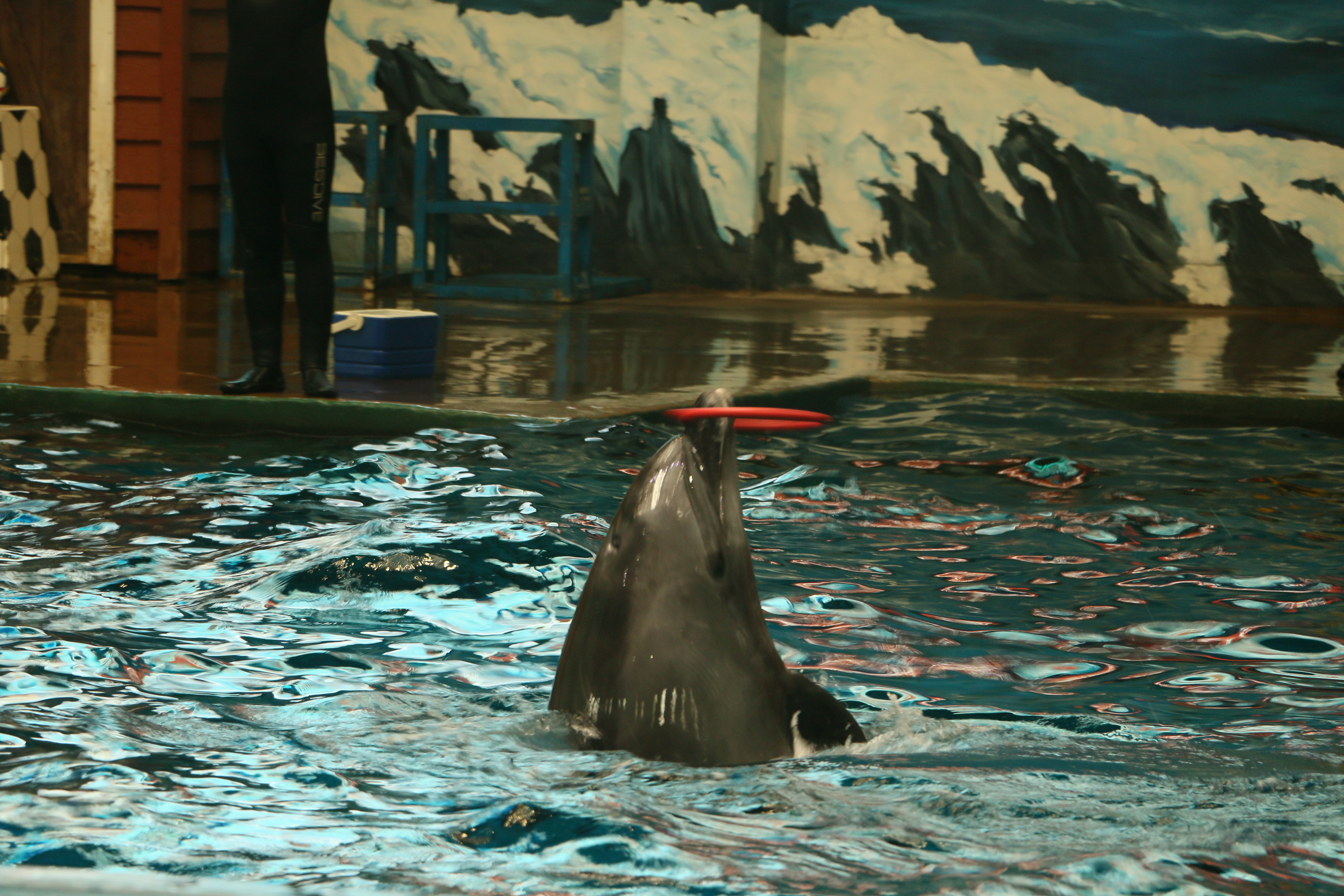 西安曲江海洋极地公园和海洋馆,游西安曲江海洋极地公园