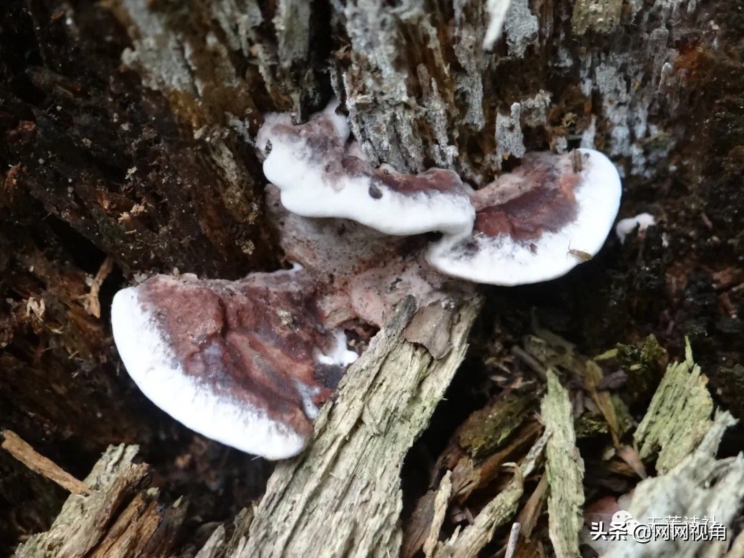 「诗刊」​水恋山峦紧相抱，树怜峰岭互交融（总第473期）