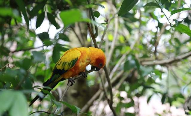 广州长隆四天三晚旅游推荐,4天去广州长隆和珠海看海怎么玩