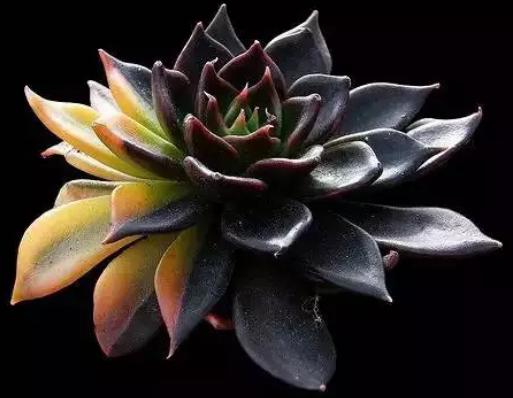 多肉养出状态来有多美？这102种多肉控养上色之后美呆了