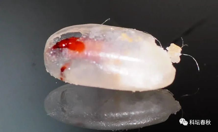 如何防止大米长出米虫,夏天防止大米生虫的最佳方法