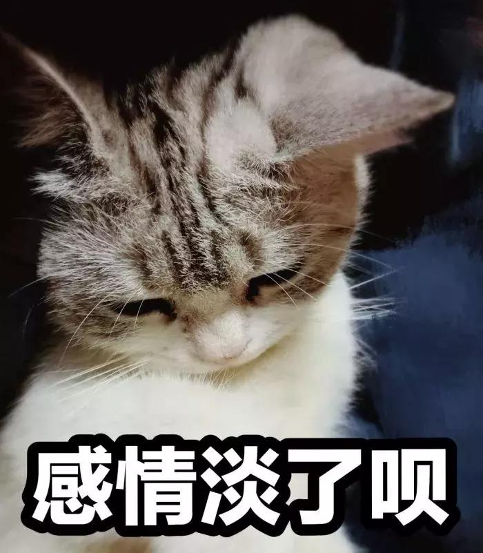 养了5年的猫居然让我丢掉,我养了七只猫