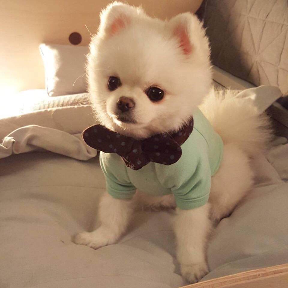 十年养狗老玩家告诉你，博美犬的优缺点