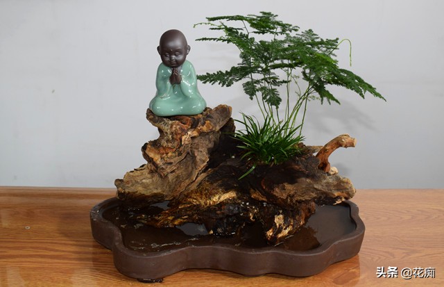 菖蒲竹子石头组合盆景,文竹菖蒲假山盆景图片大全