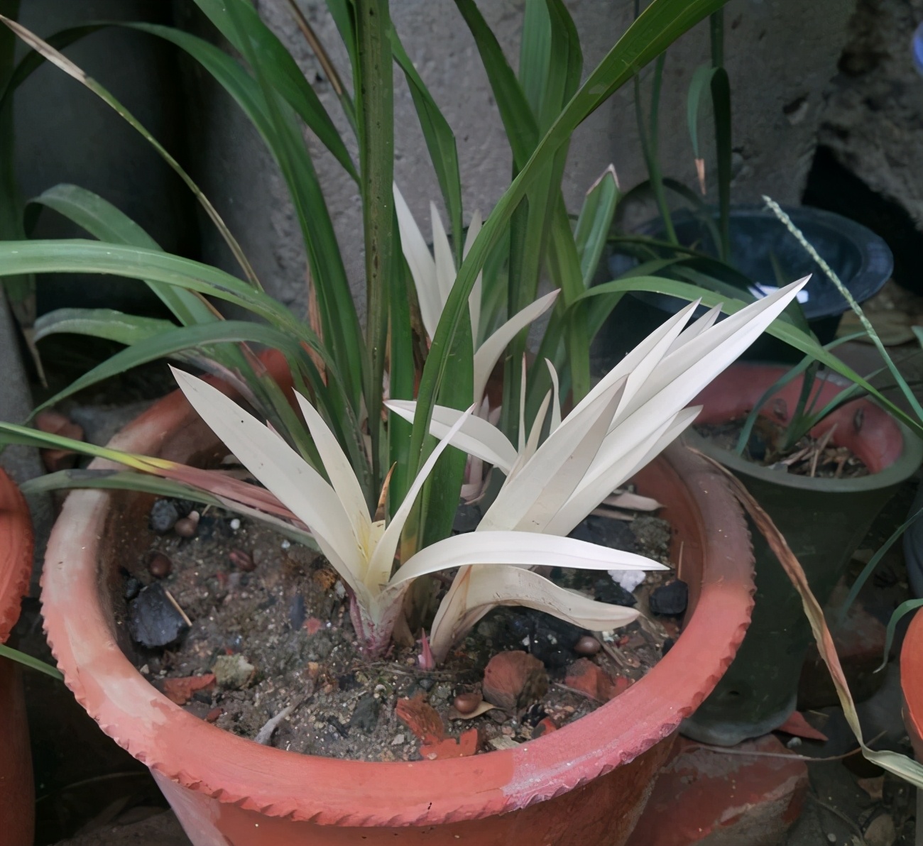 养兰的一些认知和经验,养兰的最大误区是什么