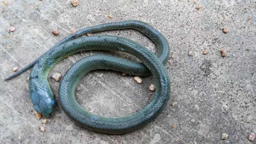 我眼中的绿是什么样的,我眼中的翠青蛇全集