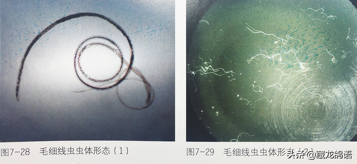 操作绝不输当代—看老一辈面对鸽病时如何止损