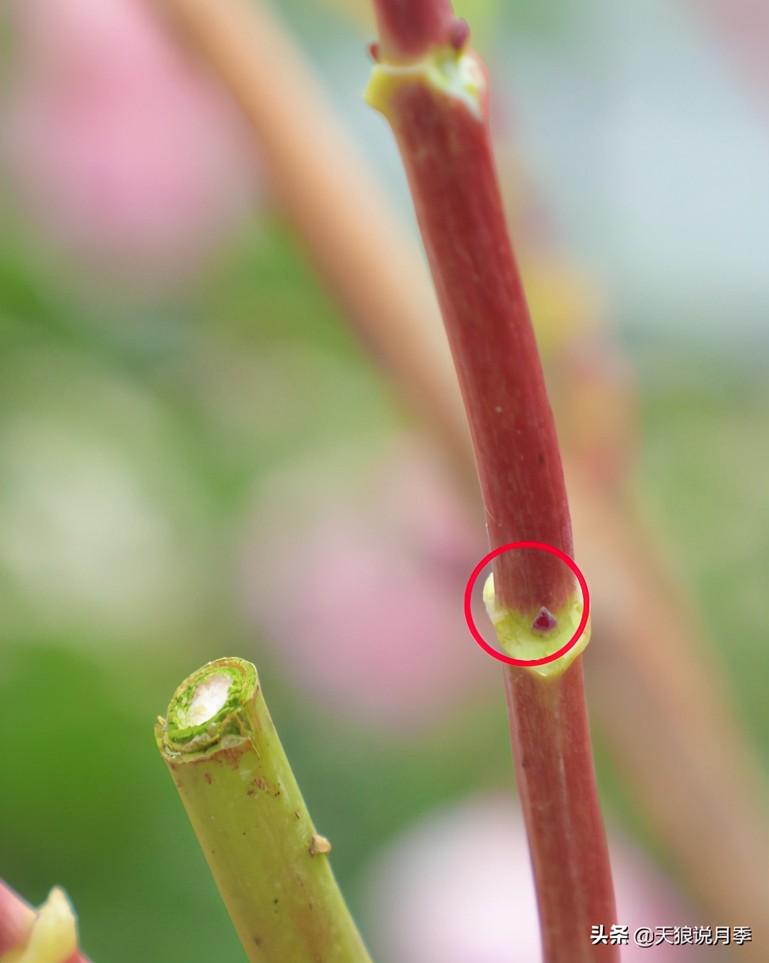 地栽绣球冬剪,两广地区绣球冬剪