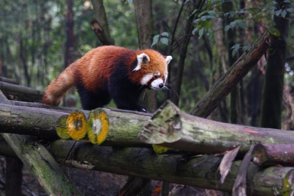 霸王龙与豹子和美洲狮的声音,霸王龙都不敢惹的十大灭绝动物