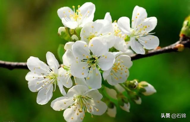 最好的梨花诗10首,关于梨花的优美诗句50字左右