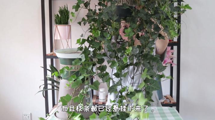 常春藤怎么养成老桩,常春藤不悬挂怎么养护