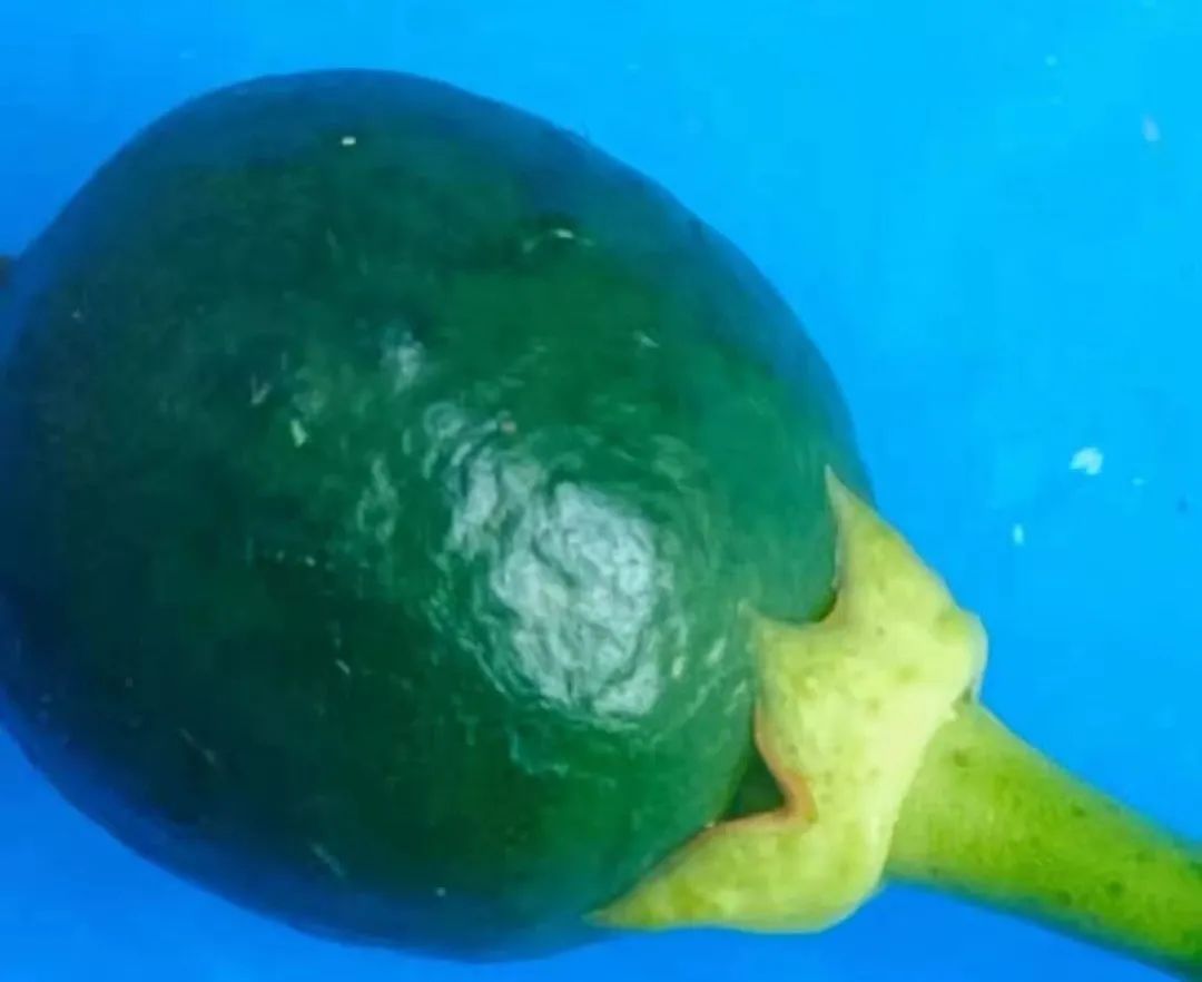 疮痂病，现已发现发病！常规、高阶、以及顶级版用药推荐