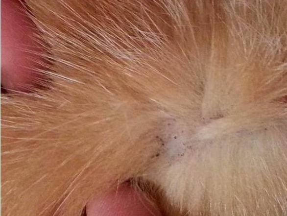 拉布拉多犬身上跳蚤多咋办,小拉布拉多犬身上有跳蚤怎么办