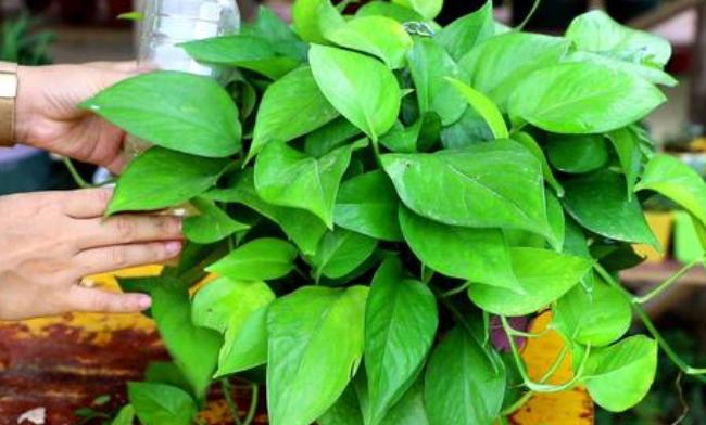 盆栽绿萝怎么养才能更旺盛小妙招,盆栽绿萝用什么营养素才好