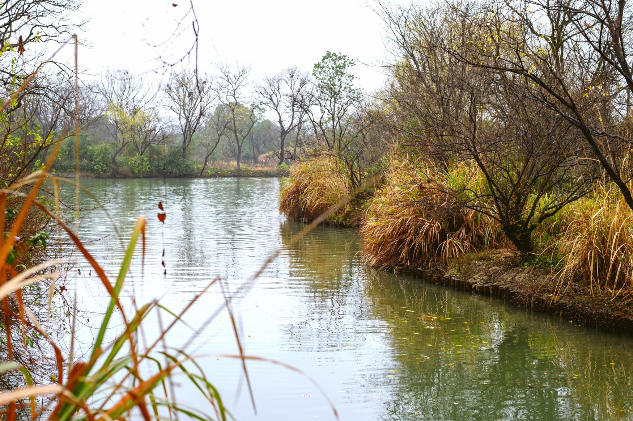 被誉为“杭州之肾”的西溪湿地值得去吗?网友:景色比西湖还美