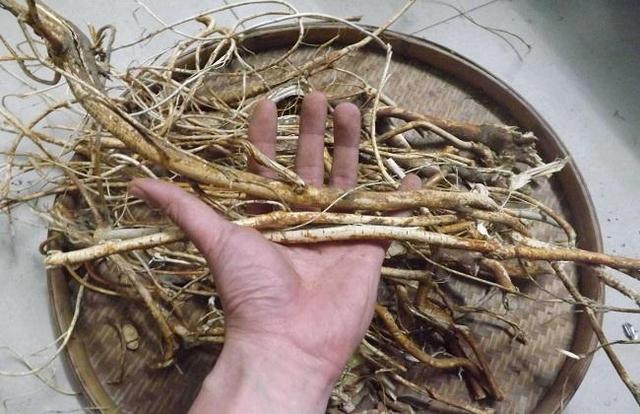 五指毛桃煲水鸭汤还可放什么汤料,冬季煲五指毛桃灵芝搭配什么汤料