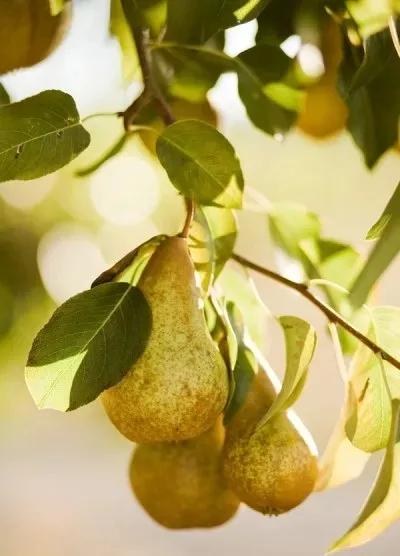 只闻过英国梨，你闻过法国伏茄梨？——玛帝尔德浪漫果香