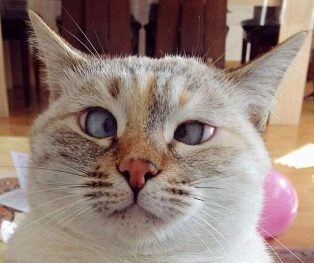 斗鸡眼布偶猫是有缺陷吗,布偶猫斗鸡眼有没有影响