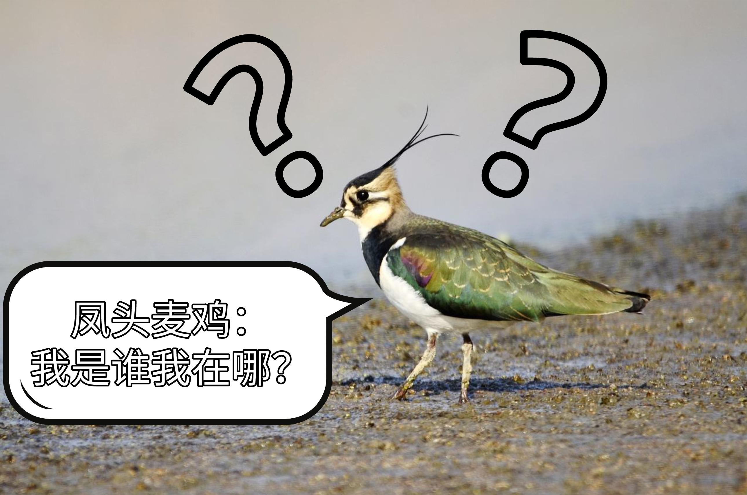 野生的鸟儿该怎么处理,鸟类如何躲避风雨