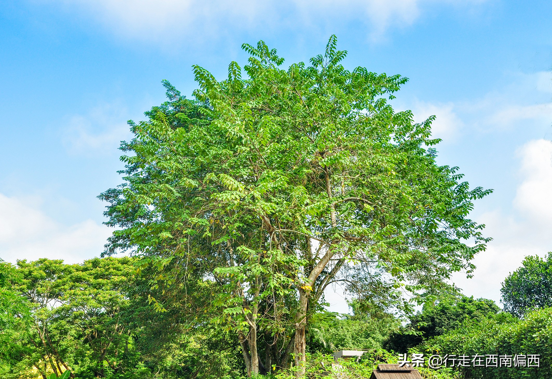 西双版纳五树六花景点,西双版纳都有哪些开花的树