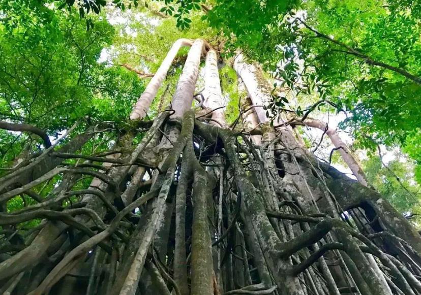 7米长巨蟒腹部隆起,3米长的巨蟒在闹市被发现